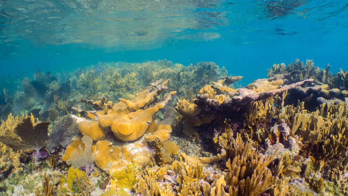 Coral Reefs in Great Exuma.