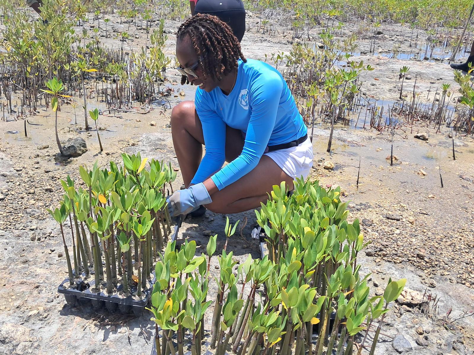 Atlantis volunteer planting mangroves